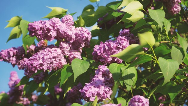 Gronas von Fliederblumen im Garten im Frühjahr Blühender Park von Fliederbüschen im Frühjahr Nahaufnahme Rosa Fliederknospen wiegen sich auf den Ästen auf einem verschwommenen Hintergrund Duftende Blumen der Frühlingssaison