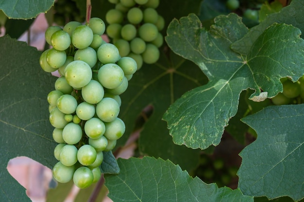 Grones de uvas verdes sin madurar cuelgan de la vid contra el fondo de hojas de uva cerradas