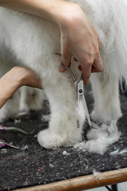 groomer corta o cabelo nas patas de um cão samoiedo closeup