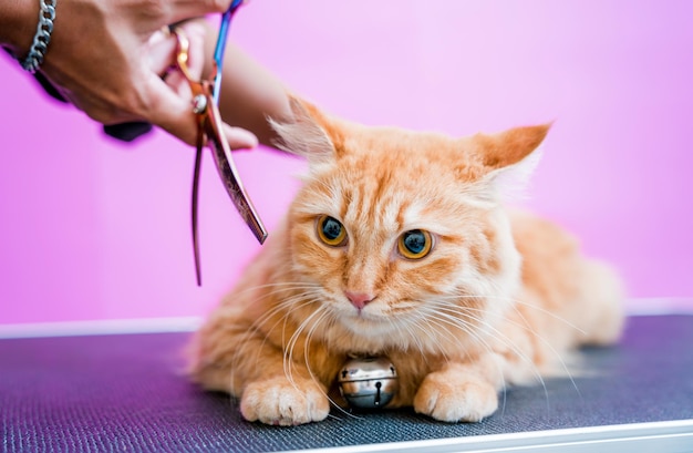 Groomer cortando un hermoso gato rojo en el salón de aseo