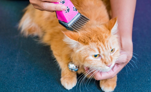 Groomer cortando un hermoso gato rojo en el salón de aseo