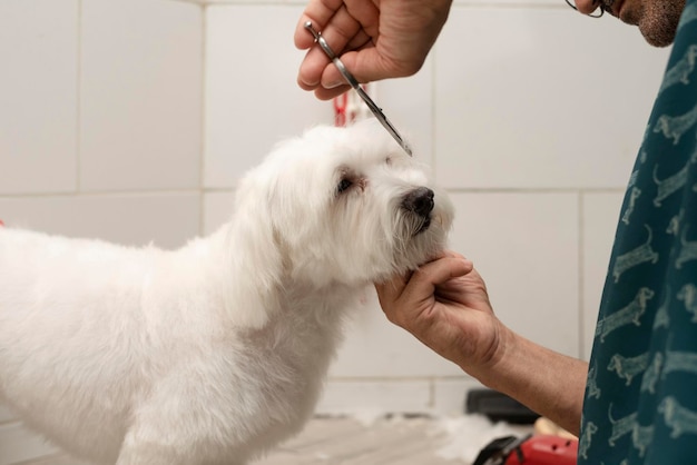 Groomer cortando o cabelo de um animal de estimação na preparação do cão