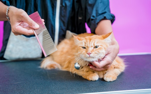 Groomer cortando um lindo gato vermelho no salão de beleza