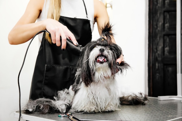 Groomer cuidando do cabelo do cachorro