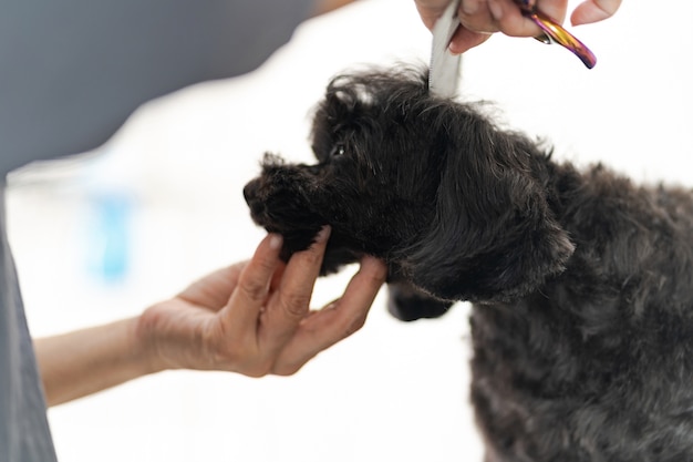 Groomer, der Haar des kleinen Hundes an einem Salon im Schönheitssalon für Hunde schneidet