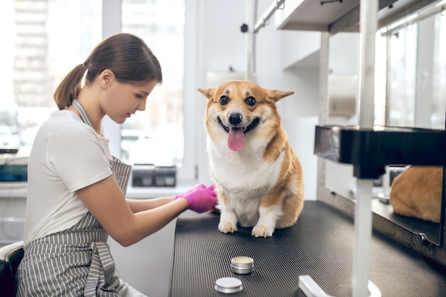 Groomer e um cachorro. Cuidadora de animais de estimação trabalhando com um cachorro em um salão de beleza