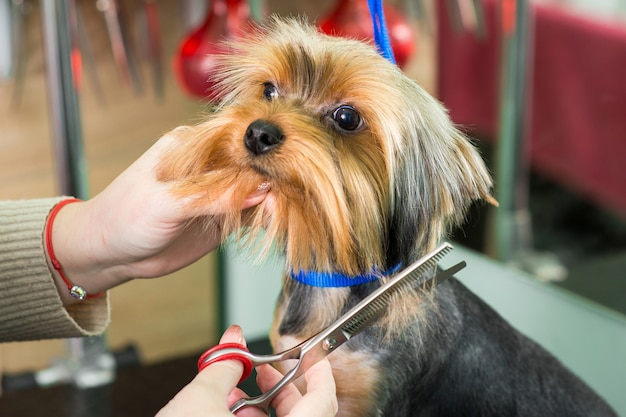 Groomer faz um corte de cabelo da moda no salão de beleza