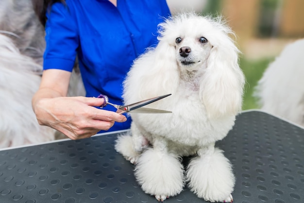 groomer feminina com tesouras cortando a pele de um caniche miniatura branco e fofinho em um salão de higiene