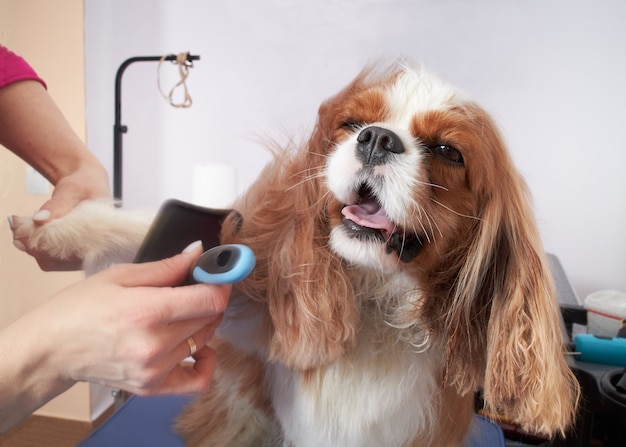 Groomer girl peina el pelaje de un perro King Charles Spaniel en un salón de cuidado de animales.