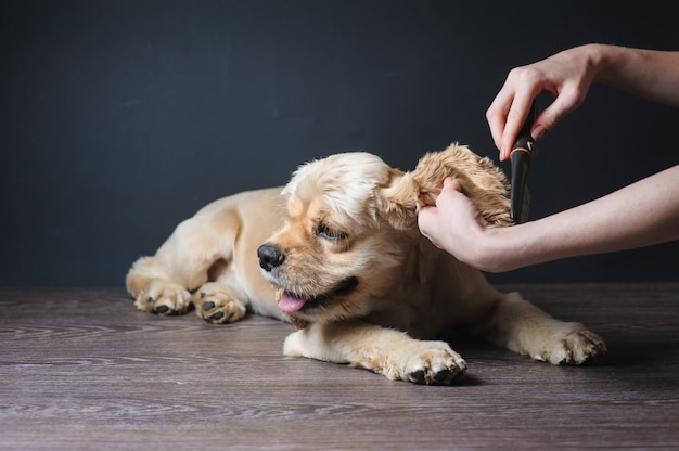 Groomer Kämme Junger reinrassiger Cocker Spaniel