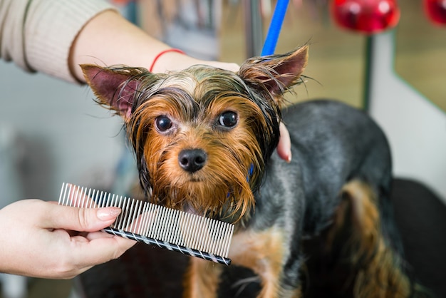 Groomer kämmt den Hund nach dem Baden im Pflegesalon