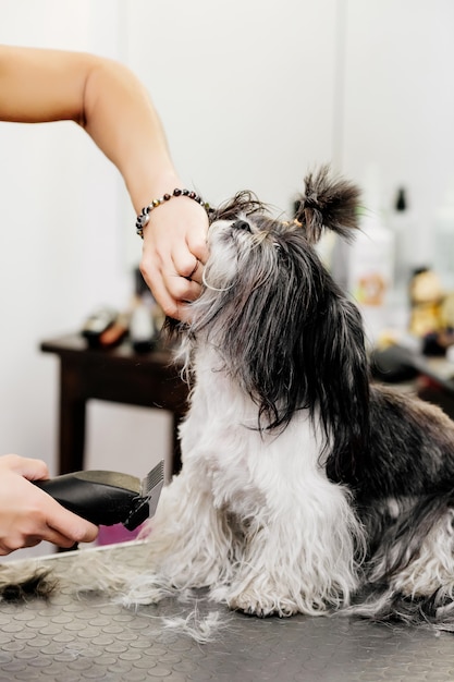 Groomer kümmert sich um die Haare des Hundes