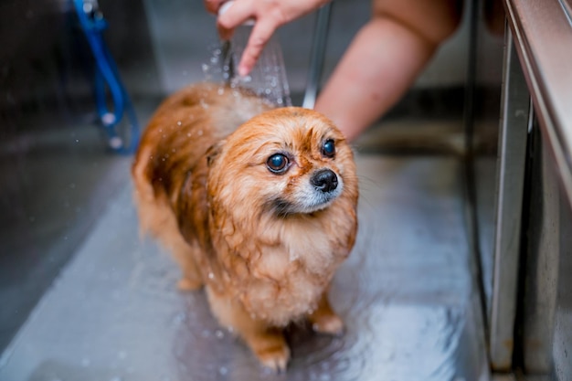 Groomer lavando um cão da Pomerânia no banho do salão de beleza