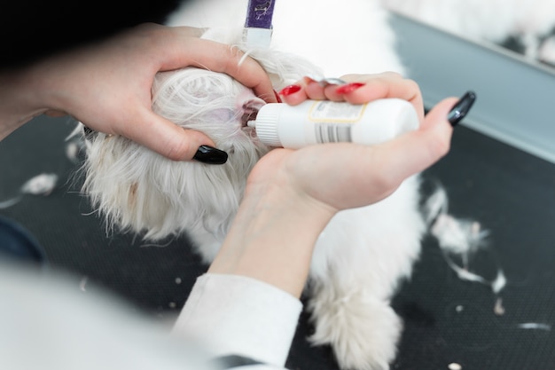Foto groomer limpa as orelhas de um cachorro branco bolonka bolognese