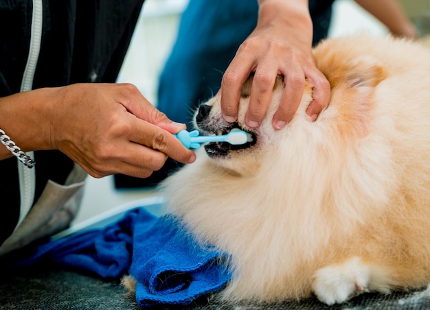 Groomer limpa os dentes do cão pomeranian no salão de beleza