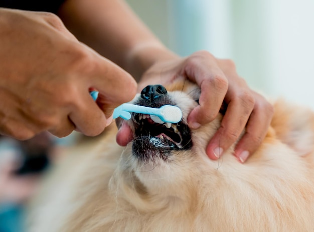 Groomer limpa os dentes do cão pomeranian no salão de beleza