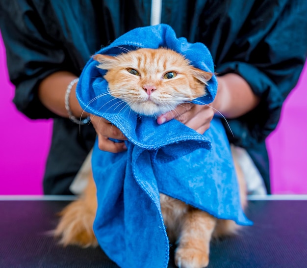 Groomer limpa um lindo gato vermelho depois de lavar no salão de beleza