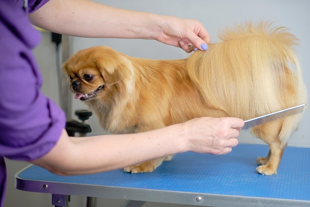 Groomer peina la cola de un peine de perro Shi zu en un salón de belleza animal