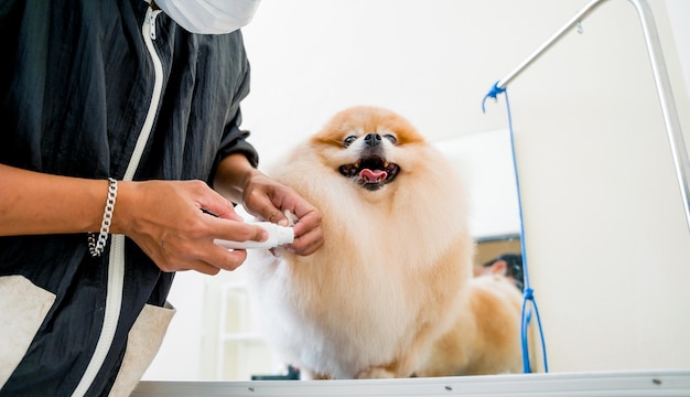 Groomer polindo garras de um cão da Pomerânia no salão de beleza