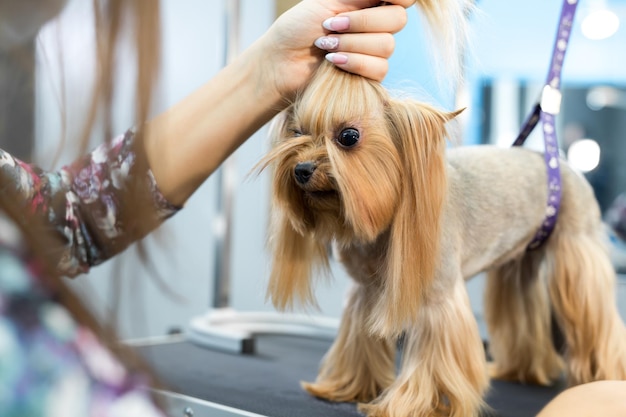 Groomer pone un lazo en la cabeza del perro