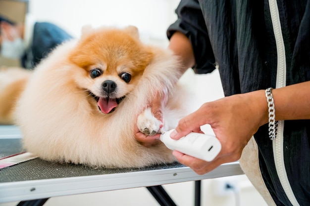 Groomer pulir las garras de un perro pomeranian en el salón de aseo