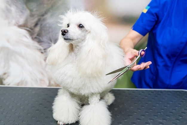 Groomer schneidet den weißen Pudel mit der Schere