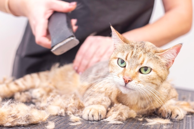 Groomer schnitt Katzenhaare im Salon. Die Tierpflege in einer Tierhandlung schneidet Katzenhaare mit einem Trimmer.