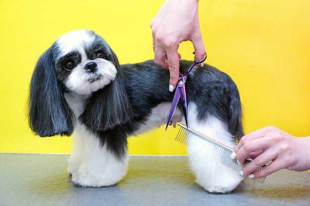 Groomer trabalhando no salão, fazendo corte de cabelo no salão de beleza. Pente e tesoura