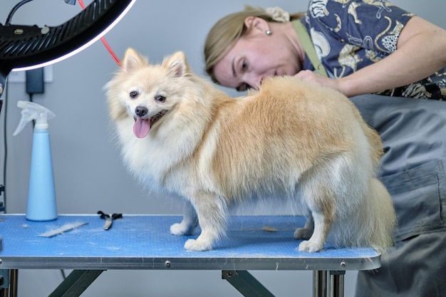 Groomer uma mulher de aparência europeia corta um conceito de preparação de cães Spitz Pomeranian no salão