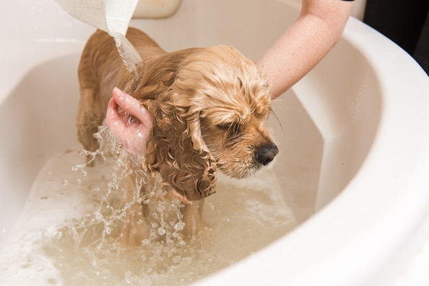 Groomer wäscht Hund mit Schaum und Wasser