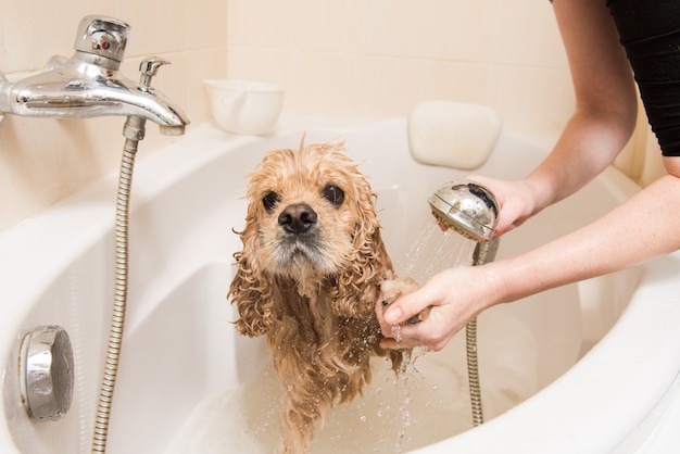 Groomer wäscht Hund mit Schaum und Wasser