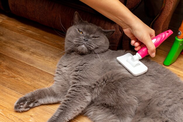 Grooming brushing gray bastante lindo gato con un cepillo especial para el cuidado de mascotas concepto de cuidado