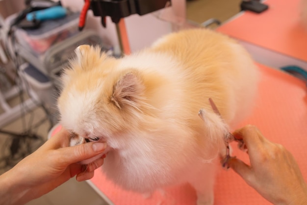 Grooming cães Spitz Pomeranian na cabana.