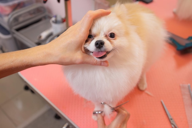 Grooming cães Spitz Pomeranian na cabana.