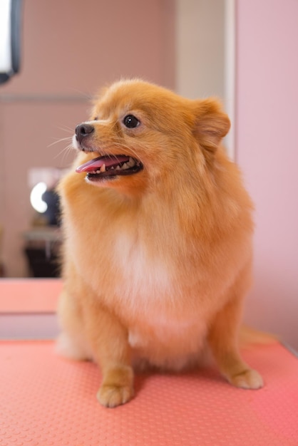 Grooming cães Spitz Pomeranian na cabana.