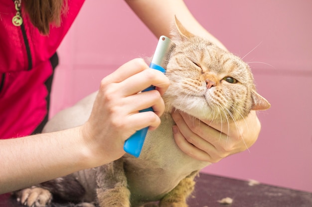 Foto grooming do gato, penteando a lã.