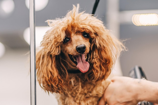 Grooming e aliciamento de uma foto de alta qualidade poodle