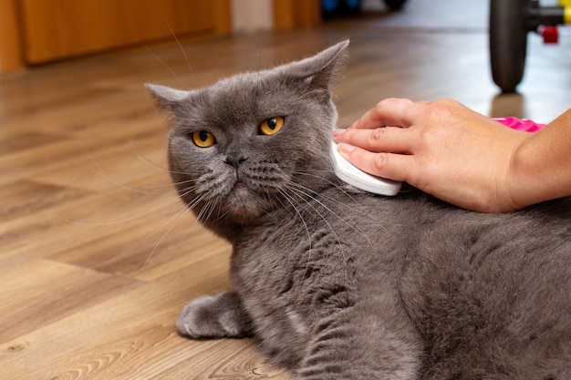 Grooming escovar gato muito fofo cinzento com uma escova especial