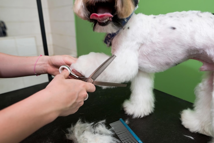 Foto grooming yorkshire terrier cabeleireiro profissional cabeleireiro corta yorkshire terrier pele yorkshire terrier corte de cabelo com tesoura