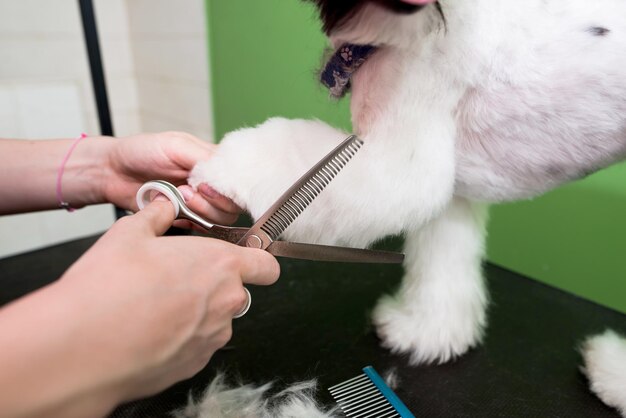 Grooming yorkshire terrier cabeleireiro profissional corta a pele de yorkshire terrier corte de cabelo com tesoura