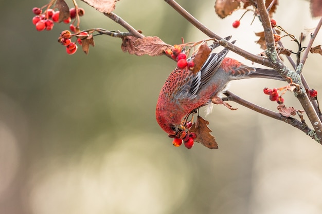 Grosbeak de pinheiro, Pinicola enucleator, pássaro masculino alimentando-se de bagas de Sorbus