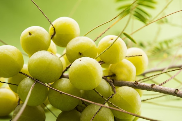 Groselha indiana ou fruta Amla ou Phyllanthus emblica, foco seletivo