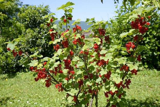 Groselha no jardim