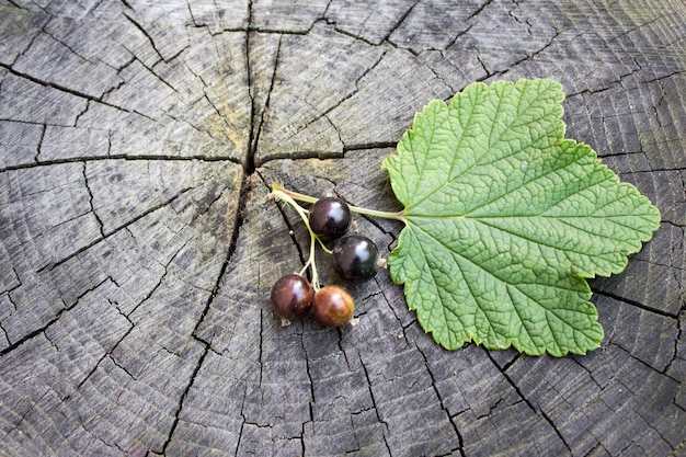 Groselha preta em uma mesa de madeira groselha solitária como indicador da colheita