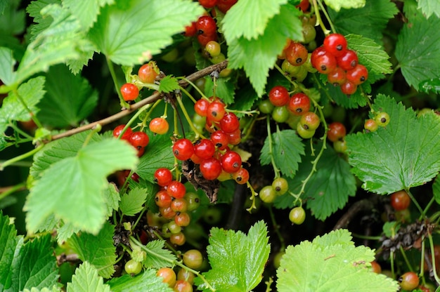 Groselha vermelha madura Ribes rubrum em uma manhã de verão, região de Moscou, Rússia