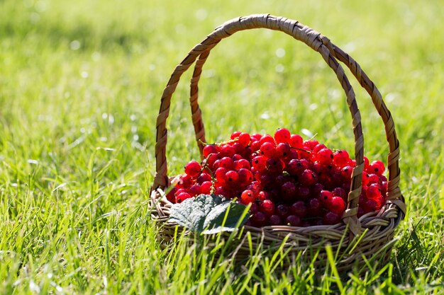 groselhas em uma cesta no jardim na grama. baga saudável com antioxidantes.