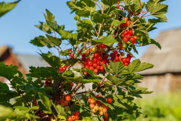 Groselhas vermelhas em um galho no jardim Arbusto de groselha vermelha