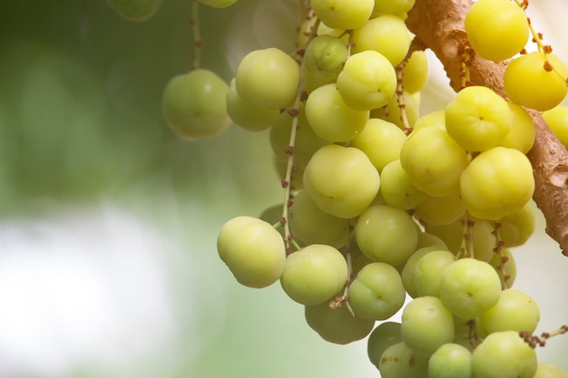 Grosella espinosa estrella en el árbol Frutas de verano con alto contenido de vitamina C