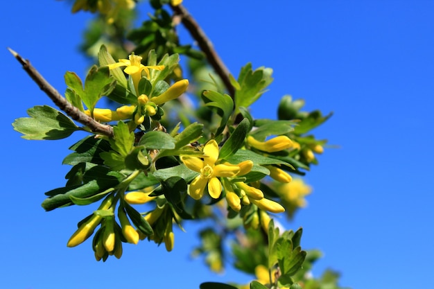 Foto grosella espinosa en flor con flores amarillas sobre un fondo azul.