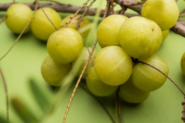 Grosella espinosa india o fruta Amla o Phyllanthus emblica, enfoque selectivo